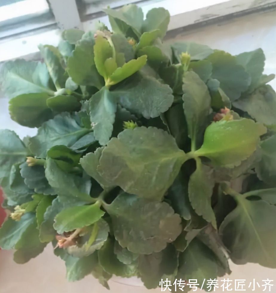 长寿花叶片发软不精神,原因有2个,无论哪个都不行,赶紧救治