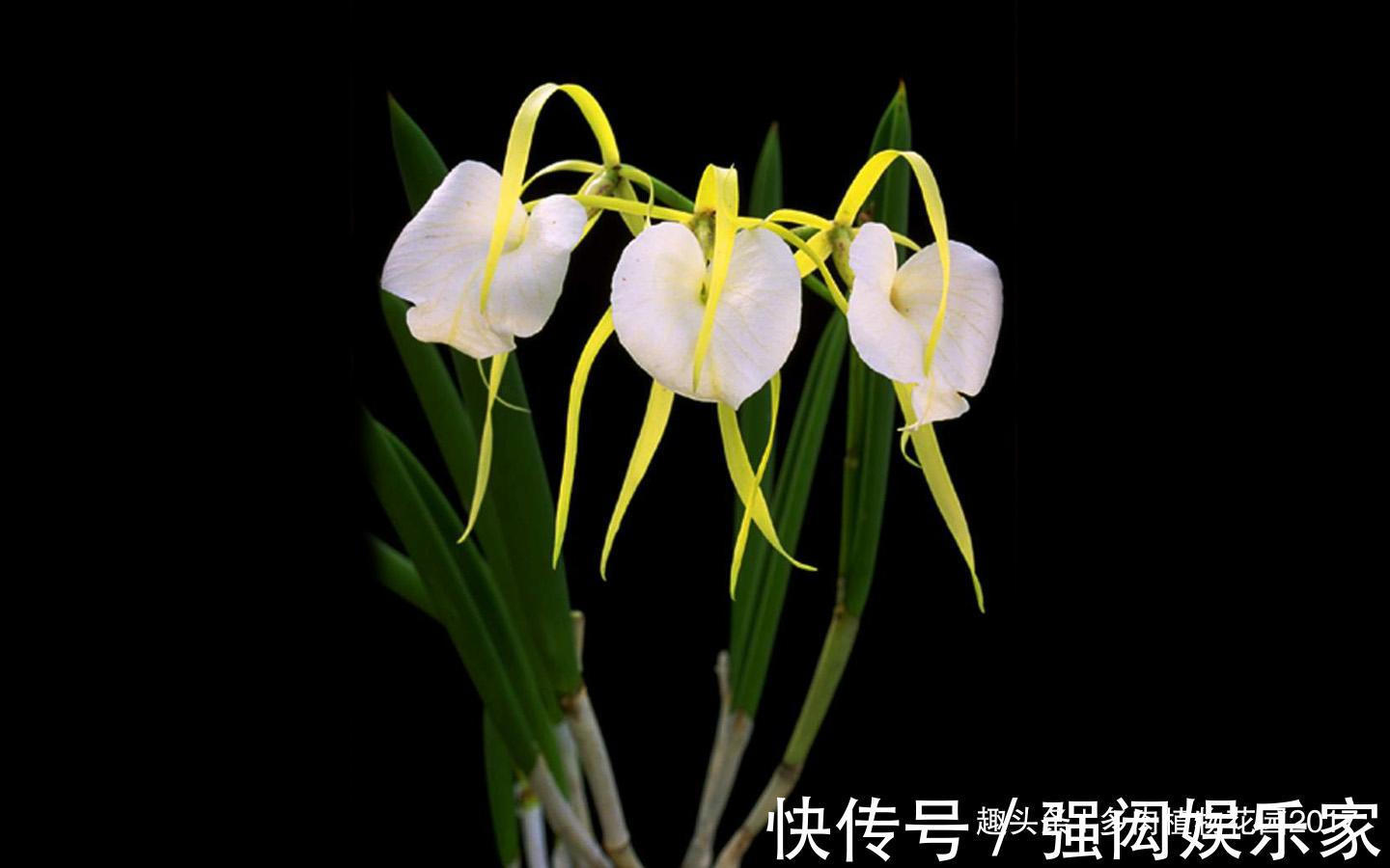 秋天养兰别大意,“秋老虎”也会带走你的花