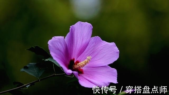 排毒养颜|神奇!这种花开花100多天,剪根枝条就能活,养一盆真不错!