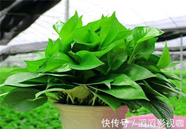 黄叶|养绿萝，按照顺序“4步走”，做对了30天爆盆，从不黄叶