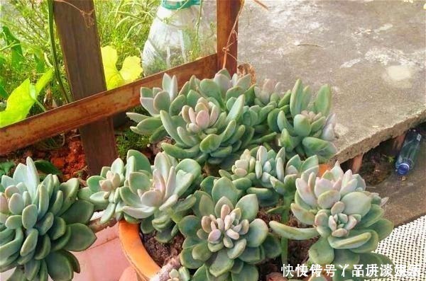 冬美人|此种“多肉”，干不死冻不死，一年四季无人管也疯长，路边常见！