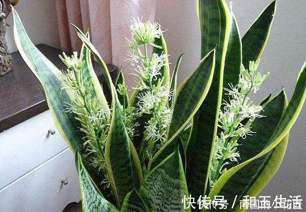 4种花有灵性,平时难开花,一有好事就开花,养过的人都说好