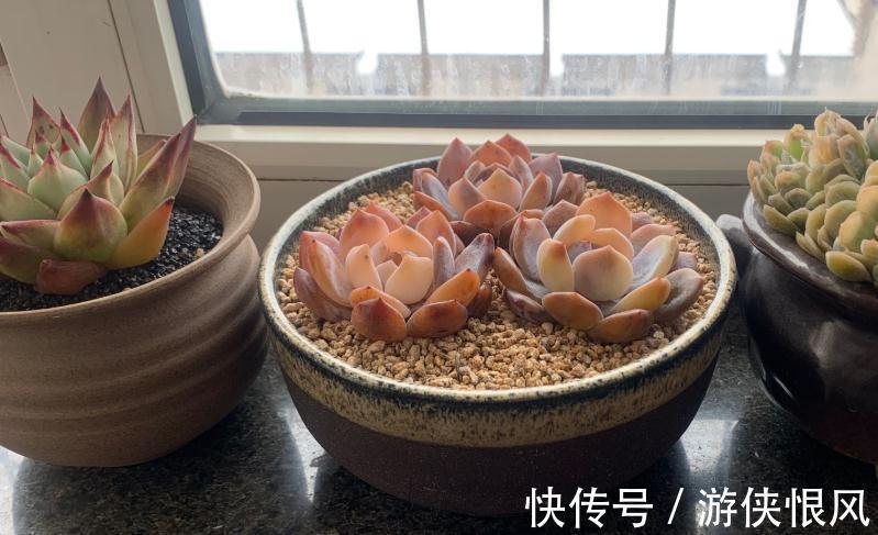 徒长|漫漫长冬又是伤,您的多肉该如何养护,冬季常见问题总结