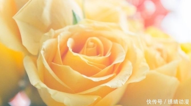 喜欢|心理学:第一眼你最喜欢哪朵玫瑰花,测你最终会嫁给爱情还是金钱