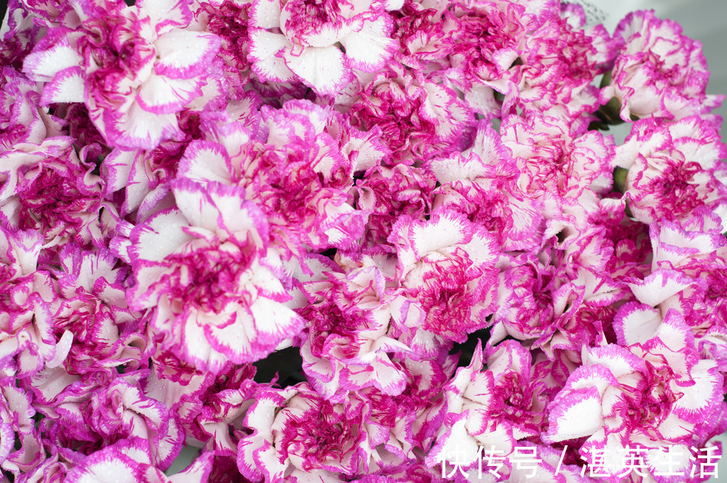 喜欢在家中养护花卉，就选择3种花色艳丽，花期长，养护漂亮的花