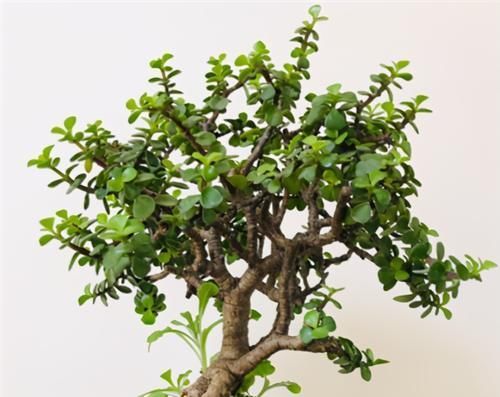 枝叶|养金枝玉叶,年年都要剪,养成盆景价更高,越老越值钱