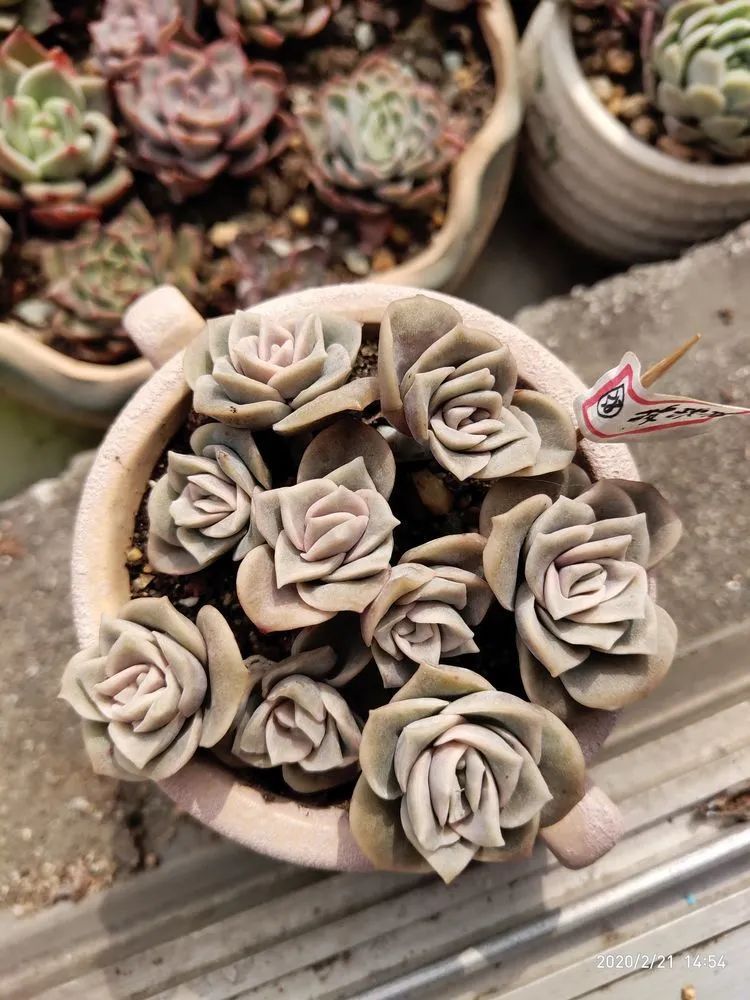 养肉多年的新手我相信它们一定可以变得更美丽！