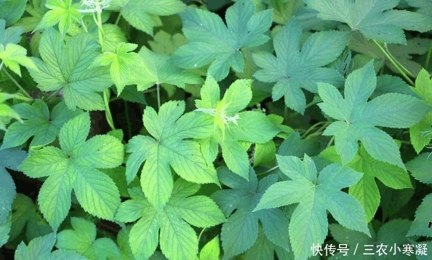 农民|农村常见的拉拉藤, 农民当它是害草, 见到就想砍, 殊不知它是草药