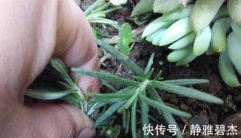 迷迭香|农村一野草，老人拿它洗头发，价值珍贵，能遇到是走狗屎运