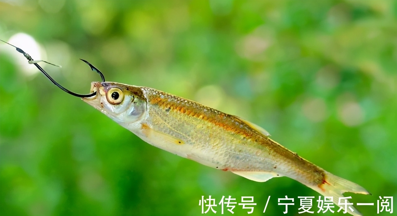 觅食|为什么夜钓时小杂鱼不闹窝?又给了我们钓鱼人什么启示?