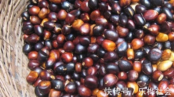 野菜|它是长在树上的“花生”，农民们视为珍贵野果，很多人见过没吃过