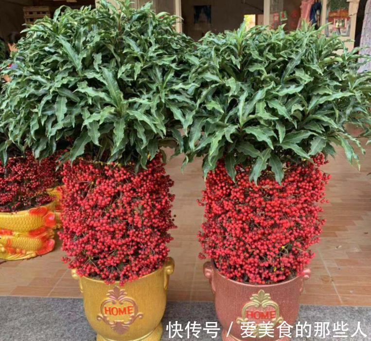 7种“吉祥果”,家里种一棵,喜气洋洋又“富贵”