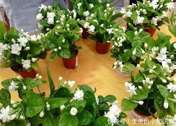 家庭盆栽茉莉花该如何管理早春满足4个条件,五六月砰砰开花!