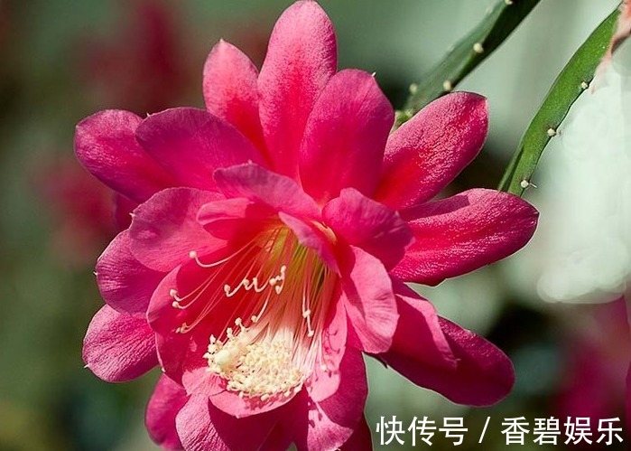 花草匠|人称“假荷花”,一开上百朵,比月季好养,比睡莲美,盛夏花最旺