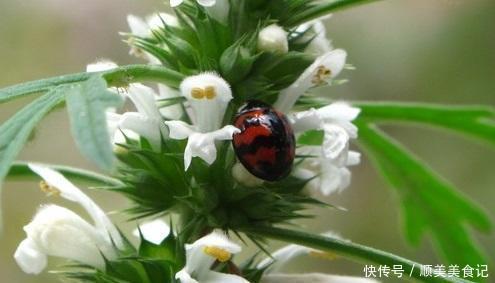 这野菜名叫益母草,有营养,价值高,挖一棵回家,作用多