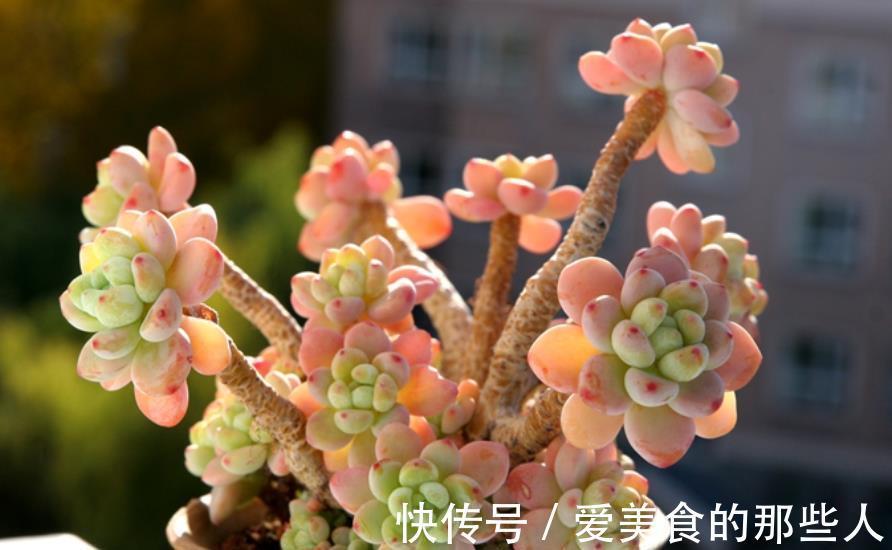 立冬过后,6种多肉赶紧搬进室内保暖,不然容易冻伤剩个空盆