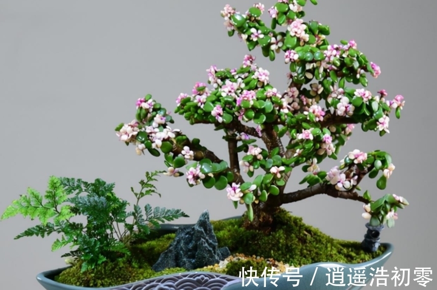 老桩|养金枝玉叶,按“这”方法盆栽,枝叶长得旺,极具观赏价值