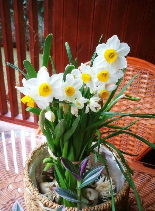 花卉|只能养1年的花,开完花就抓紧时间扔掉,再养也不开花