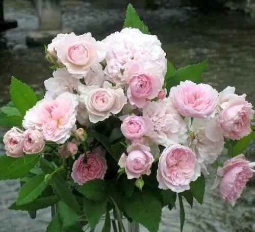 茉莉月季花苞没开就掉光现在按这法子救,花苞重新挂满枝