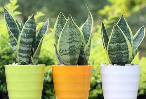 养花用复合肥，用法、用量该注意什么？