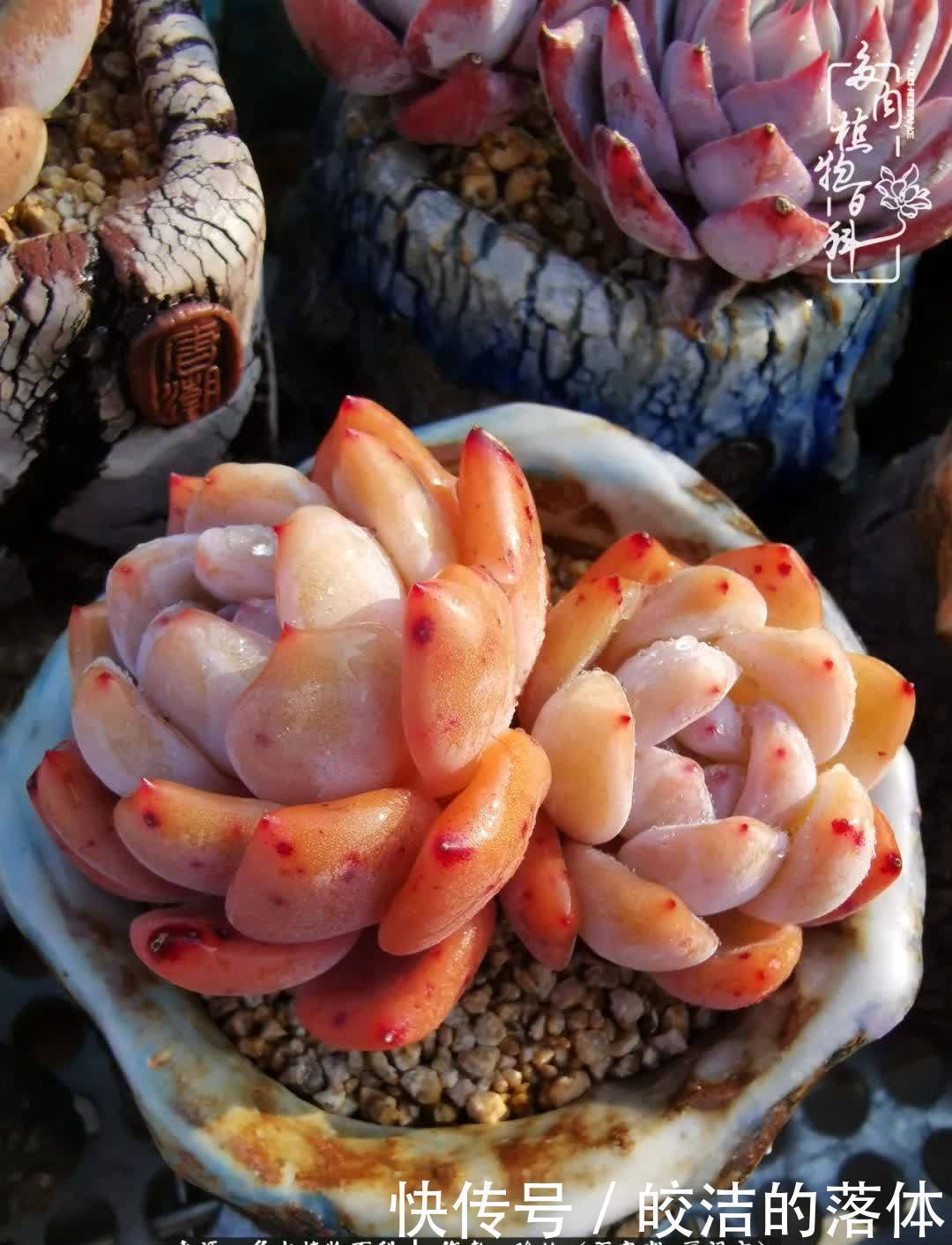 百度|我与多肉那些不得不说的故事!