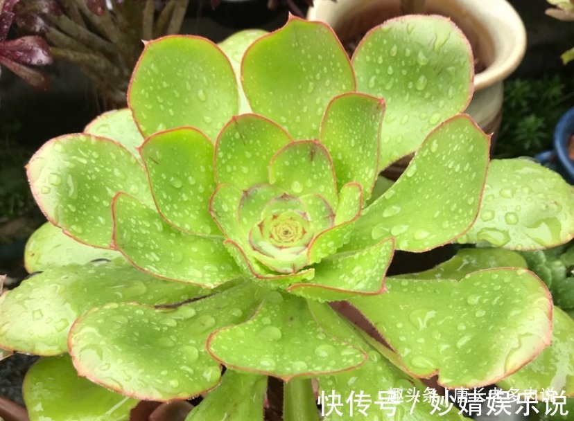 能长2米以上的多肉见过没有?那就是法师中的巨无霸——艳姿法师