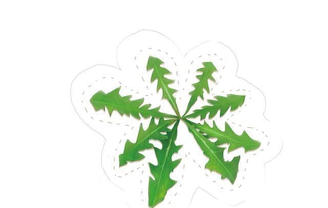 蒲公英泡水能治病?医生:三种“喝法”,只会