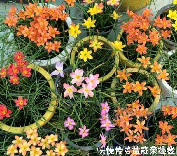 花量|9种漂亮花,热不死晒不怕,开花大半年,没有病虫害,38度成花海