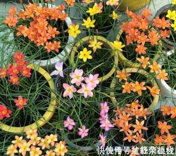 花量|9种漂亮花，热不死晒不怕，开花大半年，没有病虫害，38度成花海