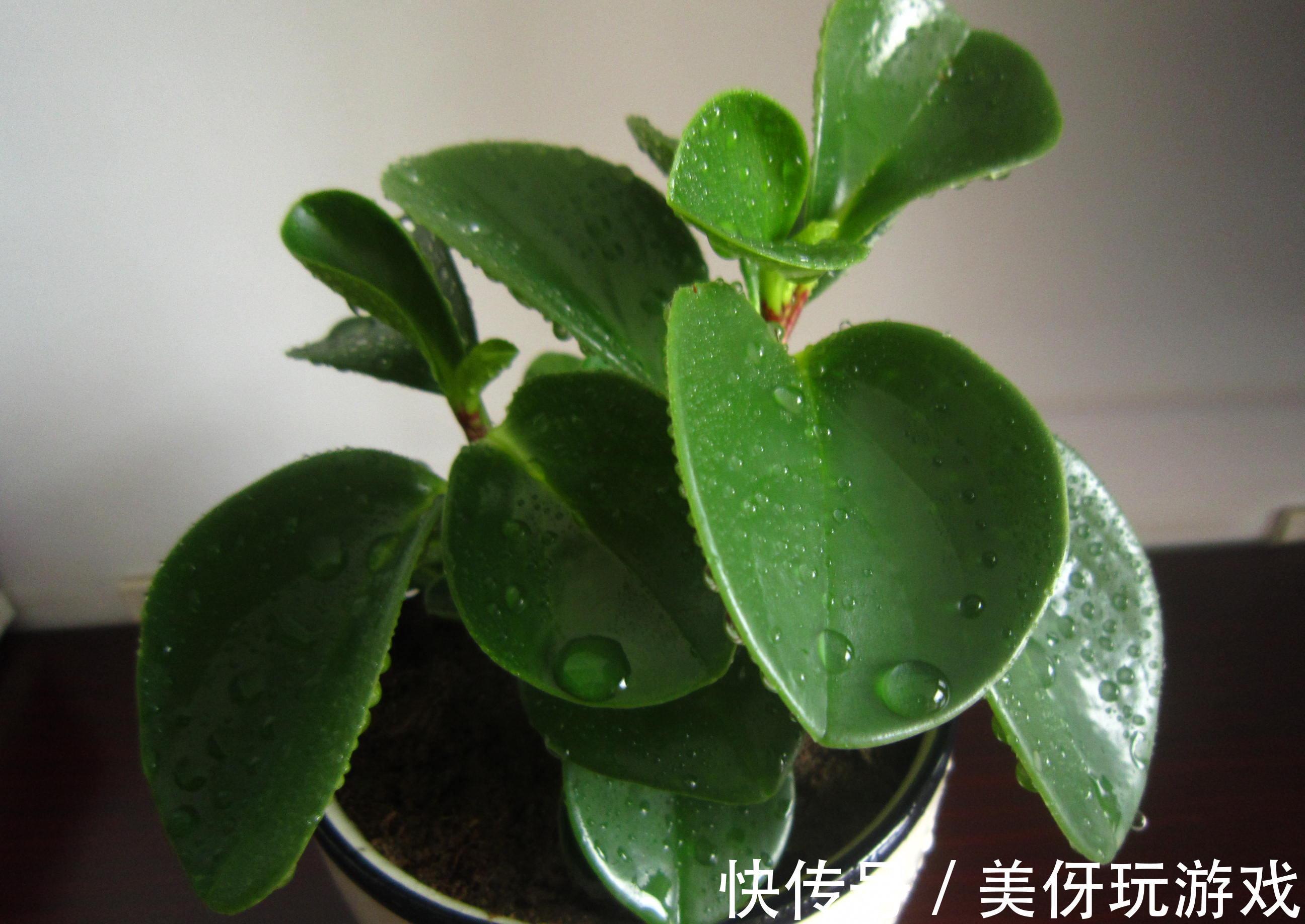 养花试试这几款,能让房间充满清新的味道,又能去除闷闷的感觉