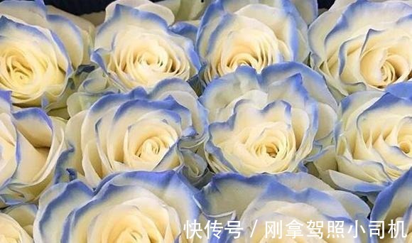 比较受欢迎的10款进口玫瑰花,一直都供不应求,你粉了吗