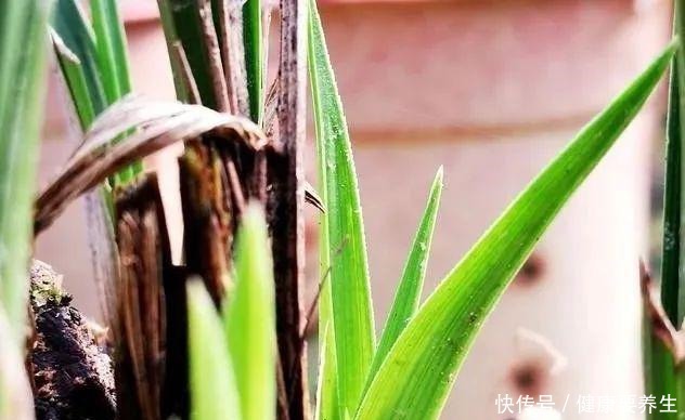 兰花新芽最怕什么兰友就是这四害!