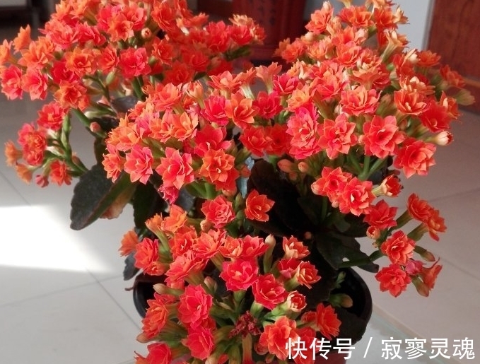 适合小盆栽种的这3样花卉,秋冬入手,正好方便春节赏花