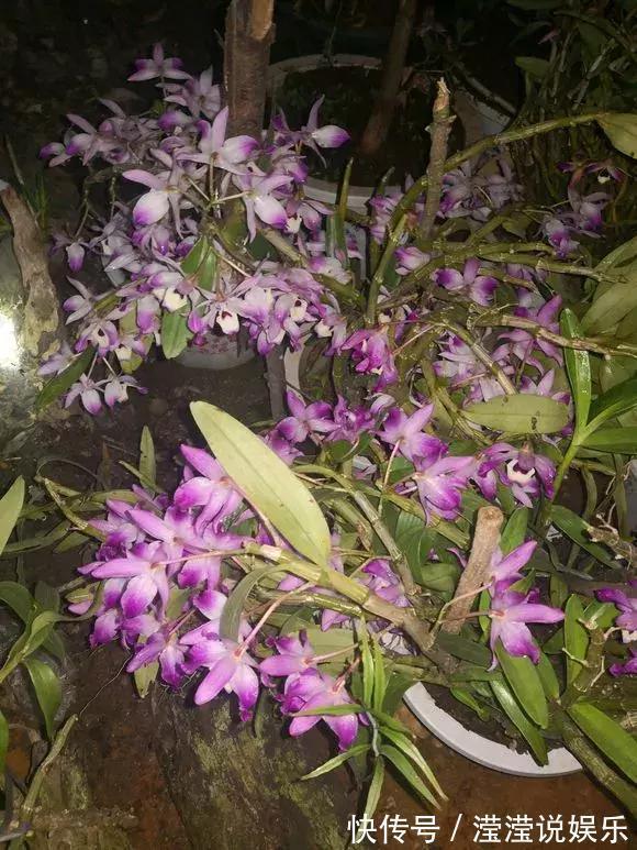 还在养绿萝家里养盆“香香花”，好看好闻，清香四溢精神好！