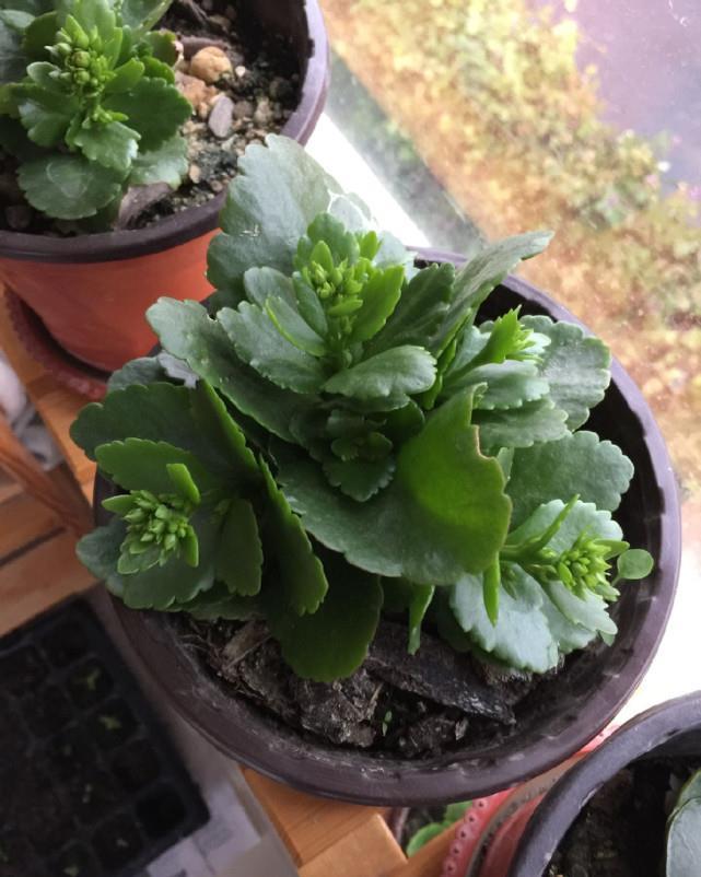 蟹爪兰君子兰不开花，给你说个小方法，叽里咕噜开满花