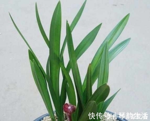 植料|兰花上盆时做好这2点，小芽蹭蹭的疯长，很快就能开花爆盆