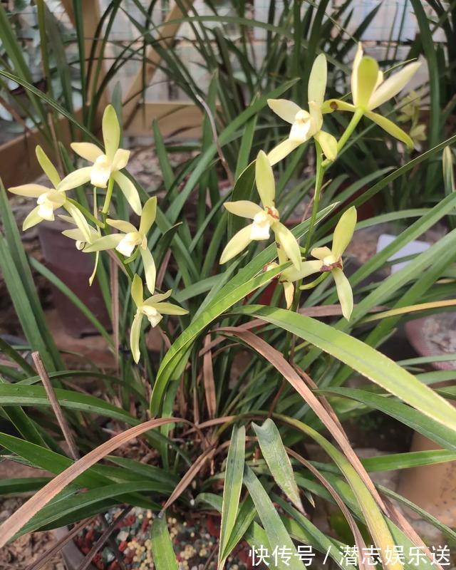 兰花|兰花就是不见长有一个“好办法”，快速生长，冒新芽