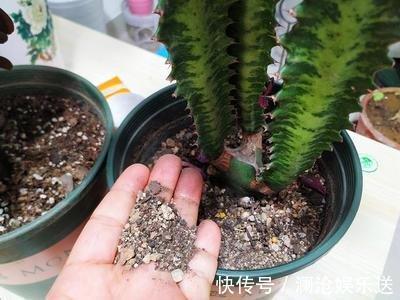 枝条|龙骨剪个叉,沾土就生根,长到“比人高”,放在门口最镇宅