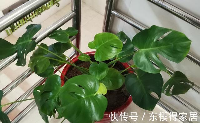 驱蚊草|家里的这些角落里,适合摆放哪些植物?建议收藏!
