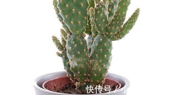 太阳花|如果连这几种花都能养死,以后就不要养花了