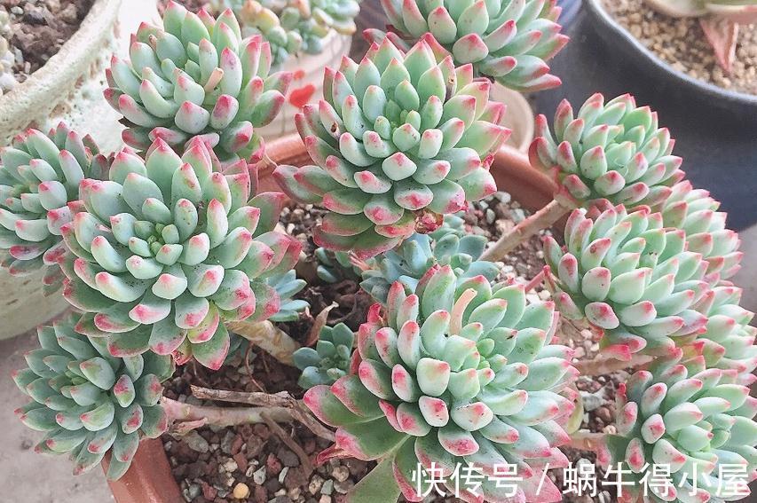 光照|哪些因素会影响到多肉蓝苹果出状态？此3点，不容忽视！
