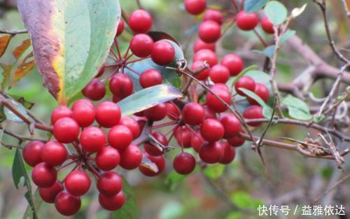 金刚藤|它价值30元一斤,农民见到却要将其铲除,今天科普请珍惜