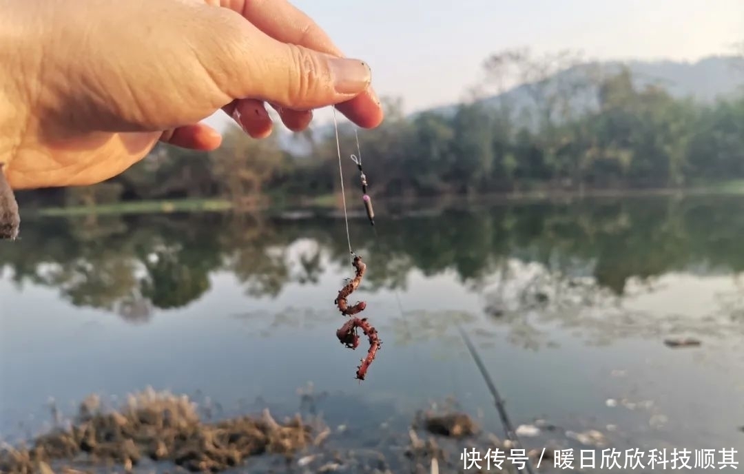 钩型|玉米如何挂钩命中率更高?挂钩方法并不重要,鱼钩才是重点!