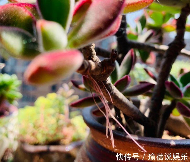 多肉叶子皱皱巴巴别光浇水,多半是伤根该换盆了!