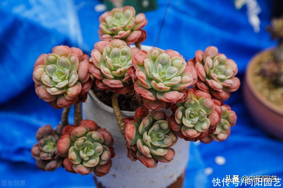 气温开始回升，抓紧把肉肉的根给养好了，根系饱满，安全度夏