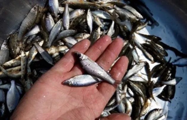 野河|3个防杂鱼终极窍门!野河小鱼多你就该这么做!