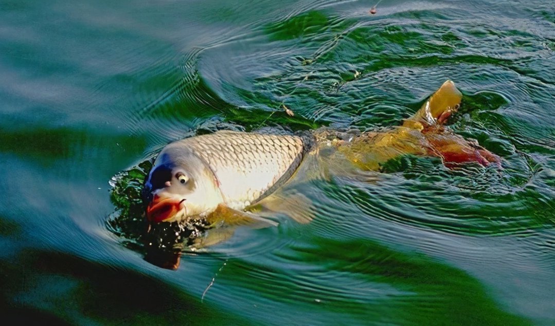 钓鱼调漂与找底是钓鱼人的必修课!掌握这些技巧,不怕调不好