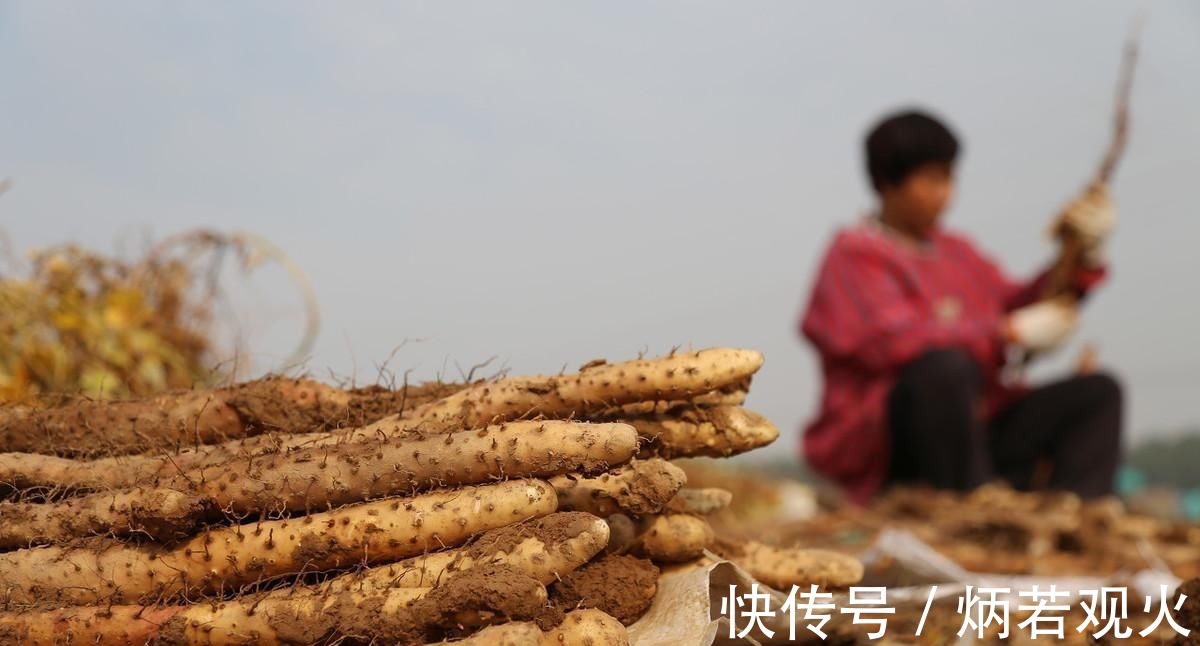 升糖指数|土豆、红薯、山药的淀粉含量高，升血糖还是降血糖糖友能常吃吗