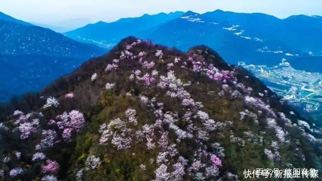 雨淞|鸡公山春来早，春节踏青赏花正当时