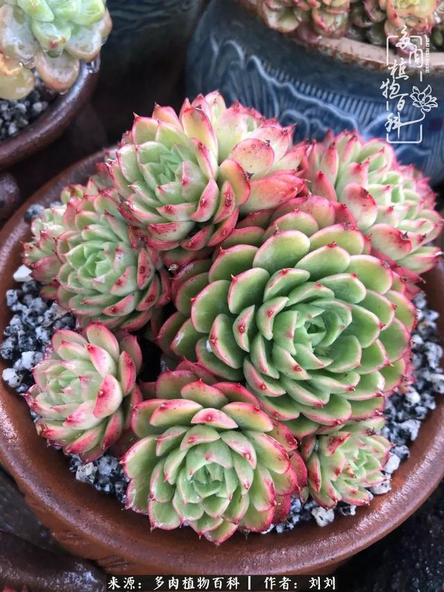 爱多肉，爱生活，我们是一群快乐的养肉人！